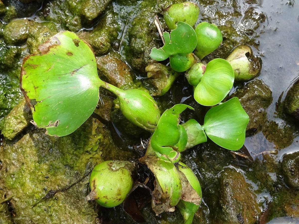 Eichhornia crassipes (Pontederiaceae)